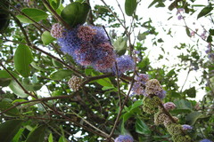 Memecylon umbellatum